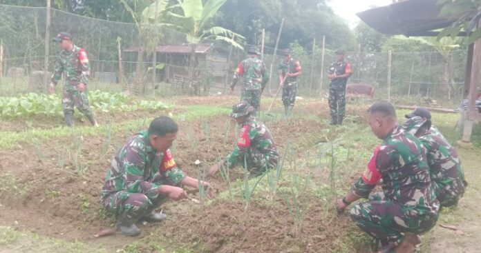 Manfaatkan Lahan Kosong, Kodim 1428_Mamasa Tanam Sayuran