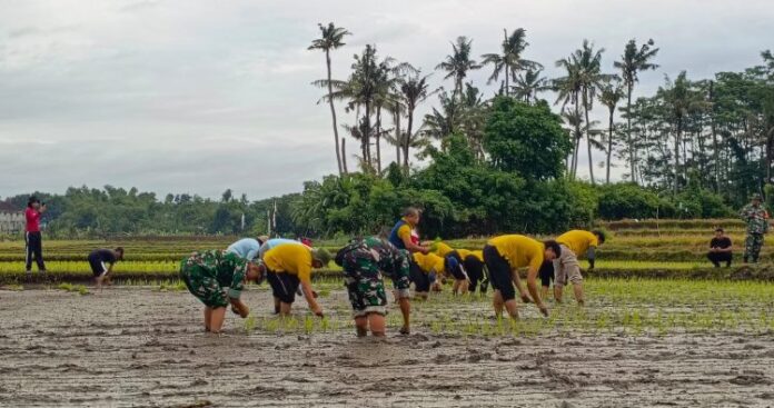 Optimalkan Ketahanan Pangan, Danramil Banjarangkan Terjun ke Sawah