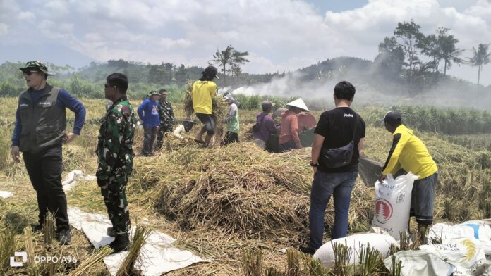 Satgas Sergab Dampingi Kabulog Jember Bersama Pasiter Percepat Serapan Gabah Petani