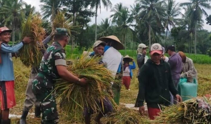 Bulog Serap Gabah Petani Desa Pringgodani untuk Mendukung Ketahanan Pangan