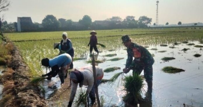 Dukung Ketahanan Pangan, Personel Koramil 09_Kaliwungu Dampingi Petani Panen Padi dengan Mesin Modern