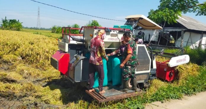 Pendampingan Panen Padi di Desa Setrokalangan oleh Personel Koramil 09_Kaliwungu