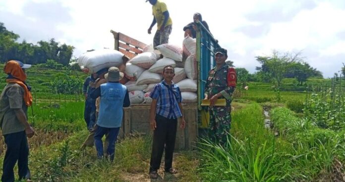 Personel Koramil 0804_02 Plaosan Laksanakan Serapan Gabah di Sawah Desa Binaan