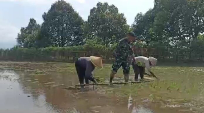 Personel Koramil 0824_17 Sumberbaru Mendukung Percepatan Penanaman Kelompok Tani di Desa Binaannya