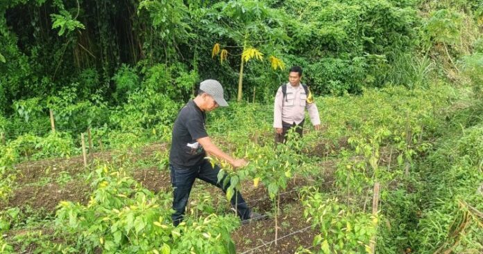 Polsek Narmada Memantau Lahan Pangan Warga untuk Mendukung Ketahanan Pangan