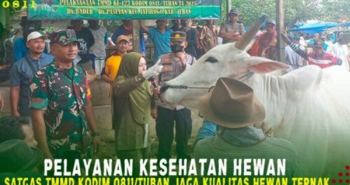 Tingkatkan Kesehatan dan Kualitas Ternak, Satgas TMMD Ke-123 Kodim 0811_Tuban Selenggarakan Pelayanan Kesehatan Hewan