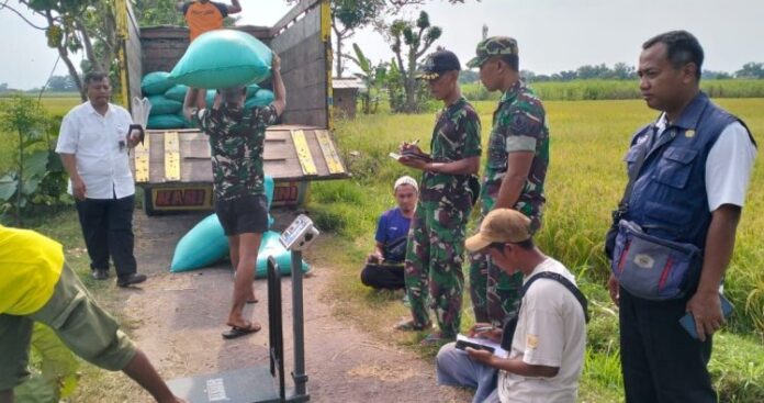 Dampingi Petugas Bulog Serap gabah Panen Petani di Area Sawah