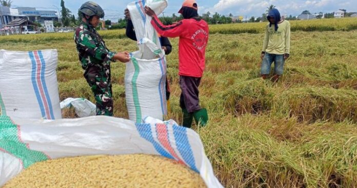 Dukung Ketahanan Pangan Persoil Kodim 1402_Polman Lakukan Ini!