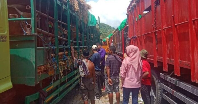 HIPMI NTB Minta Pemerintah Tambah Armada Pengangkut Sapi