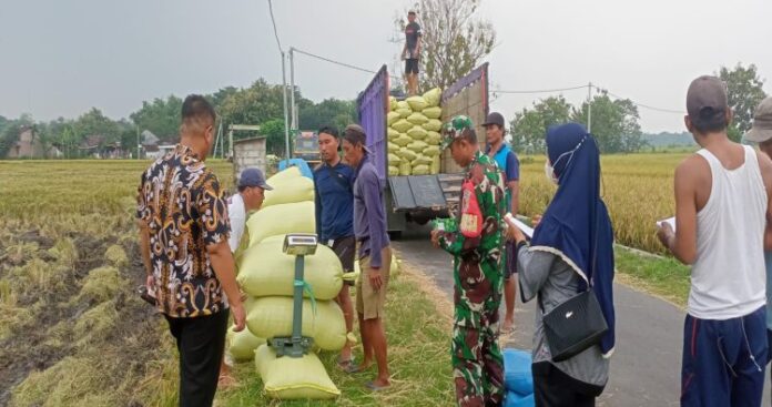 Kawal Penyerapan Gabah, Personil Kodim 0804_Magetan Lakukan Ini!