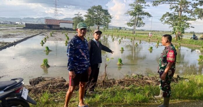 Penyiapan Lahan Gerakan Tanam Padi Serentak 14 Provinsi di Desa Pladen