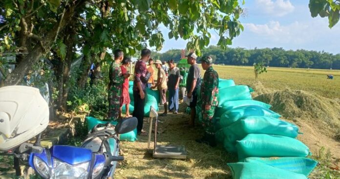 Sinergi TNI dan Bulog Dalam Penyerapan Gabah Petani