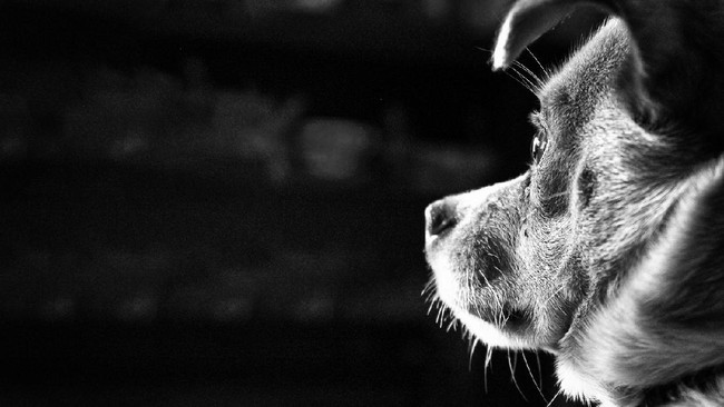 Ilustrasi foto anjing