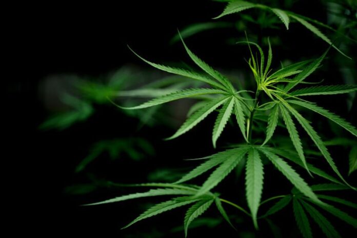 Polda Metro Jaya Gagalkan Peredaran 9 Kg Ganja Siap Edar